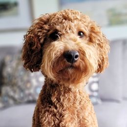 Mika - Goldendoodle