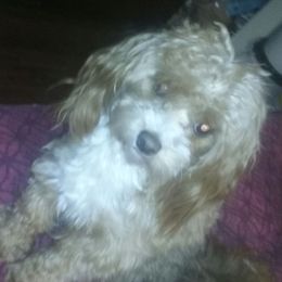 Dove - Maltipoo