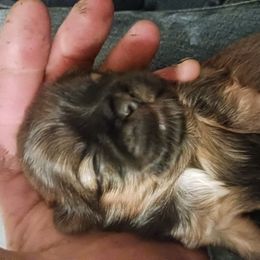 Shih Tzu Puppies from Peterson Shih Tzus