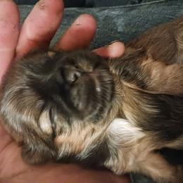 Shih Tzu Puppies from Peterson Shih Tzus