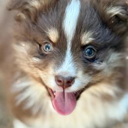 Knox - Red tri male Miniature Australian Shepherd puppy in Patterson, North Carolina from DreamLine Aussies