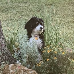 Maggie - Bernedoodle