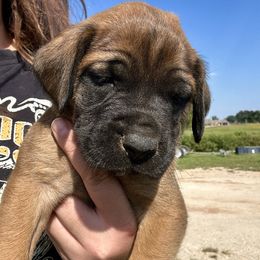Willow - Apricot female Mastiff puppy in Wewoka, Oklahoma from P Diamond Mastiffs