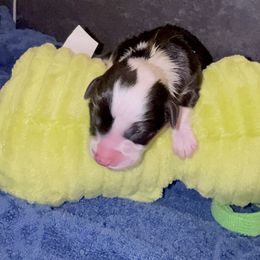 Green Frog - Black and tan male Pembroke Welsh Corgi puppy in Summerfield, Florida from Promise Land Farm