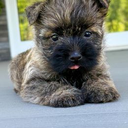 Chloe - Wheaten brindle female Cairn Terrier puppy in St. Joseph, Missouri from Stone & Thistle Cairn Terriers