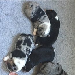 "Sold" Miniature American Shepherd Puppies from Tenley’s Miniature American Shepherds