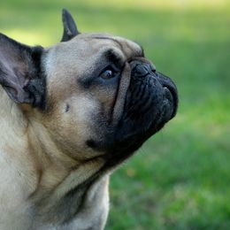 Mafi - French Bulldog