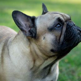 Mafi - French Bulldog