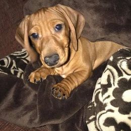Dachshunds and Labrador Retrievers from Kinyon Dee’s Doggies