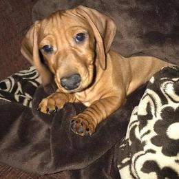 Dachshunds and Labrador Retrievers from Kinyon Dee’s Doggies