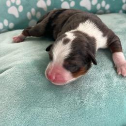 Jellybean - Blue merle male Toy Australian Shepherd puppy in Norco, California from River Springs Aussies