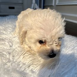 Poodle Puppies from Pawsome Poodles