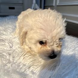 Poodle Puppies from Pawsome Poodles