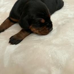 Girl 2 - female Doberman Pinscher puppy in Fort Lauderdale, Florida from Lakewood European Dobermann Kennel