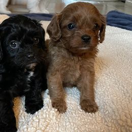 Cavachons, Cavalier King Charles Spaniels, Cavapoos, and Poodles from Tinkerpups