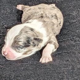Millie - Blue merle female Miniature Australian Shepherd puppy in Lufkin, Texas from Texas Lil Cowdogs