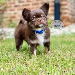 Ash - Chocolate and tan male Chihuahua puppy in Forsyth, Georgia from Brooks Grove Canines LLC