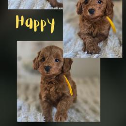 Happy - Red  male Goldendoodle puppy in Newdale, Idaho from Canyon Creek Puppies