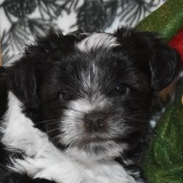 Miniature Schnauzer Puppies from Parti-Tyme Miniature Schnauzers