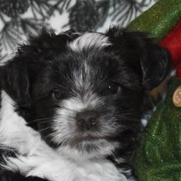 Miniature Schnauzer Puppies from Parti-Tyme Miniature Schnauzers