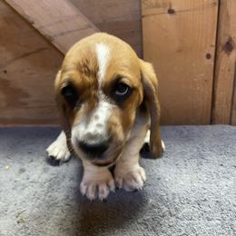 Girl 3 - Brown and white female Basset Hound puppy in Falls City, Nebraska from Bassett Hounds & Labradors