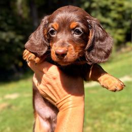 RED MALE - Chocolate and tan male Dachshund puppy in Massies Mill, Virginia from Pigeon Hill Dachshunds