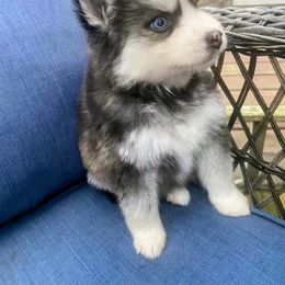 Honey - Black and white Pomsky puppy in Michigan from Our Pomsky Yard