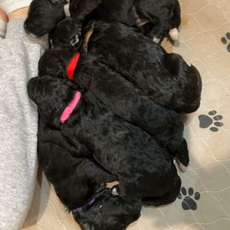 Bernedoodles and Poodles from Pupkin Patch Puppies