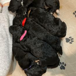 Bernedoodles and Poodles from Pupkin Patch Puppies