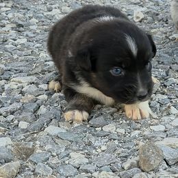 Madeline - Black tri-color female Australian Shepherd puppy in Leonard, Texas from Tin Roof Aussies