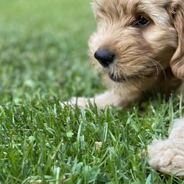 Goldendoodle Puppies from Coal Country Doodles