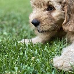 Goldendoodle Puppies from Coal Country Doodles