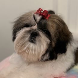 Shih Tzus from Fairy Tails Shih Tzus CA