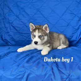 Dakota boy 1 - Gray and white male Siberian Husky puppy in Ocala, Florida from Florida Husky Puppies
