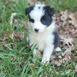 Easy with the easy button on her head - Black female Border Collie puppy in Watkinsville, Georgia from Solaras Border Collies