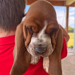Girl 2 - female Basset Hound puppy in Pauls Valley, Oklahoma from Puppy-Love Bassets