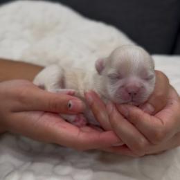 Pearlescent Oyster - White male Shih Tzu puppy in Cedar Hill, Texas from Puppy Paper House