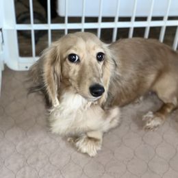 Anniston - Dachshund