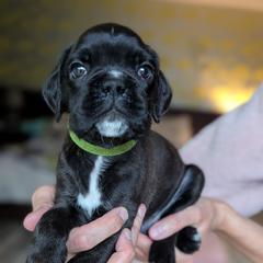Cruz - Brindle male Boxer puppy in Springfield, Missouri from ReMa Boxers