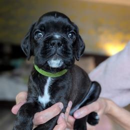 Cruz - Brindle male Boxer puppy in Springfield, Missouri from ReMa Boxers