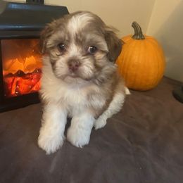 Fluffles - Chocolate sable female Havanese puppy in Ada, Michigan from ForestHillsHavanese