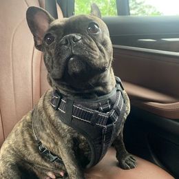 French Bulldogs from Nino's Pups