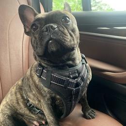 French Bulldogs from Nino's Pups