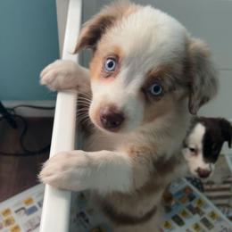 Dolly - Red merle female Toy Australian Shepherd puppy in Southport, North Carolina from Small Mini/Toy Aussies