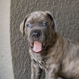 mr dark green collar - Gray brindle Cane Corso puppy in Florida from LunaLinks Cane Corsos