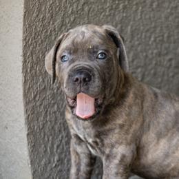 mr dark green collar - Gray brindle Cane Corso puppy in Florida from LunaLinks Cane Corsos