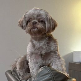 Lexi - Shih Tzu