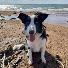 American Corgi and Border Collie Puppies from Duncan's Border Collies and Corgis