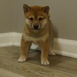 Shiba Inu Puppies from Veronika's Shiba Inus