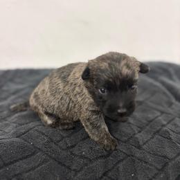 Pat - Brindle male Cairn Terrier puppy in Mountain Grove, Missouri from CreekTop